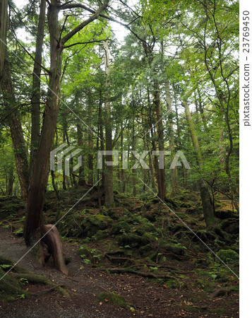 Ajikigahara jikai with striking roots and mosses striking in the road leading to Mt. Futakomi in Yamanashi Prefecture Ajikigahara jikai with striking roots and mosses striking in the road leading to Mt. Futakomi in Yamanashi Prefecture 23769450