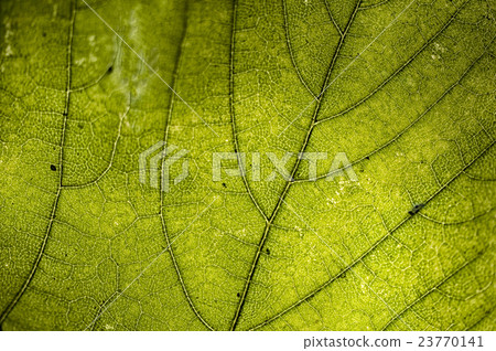 Green leaf details 23770141