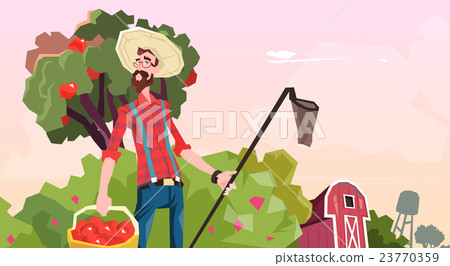Farmer Gather Apples In Garden Fruit Harvest 23770359