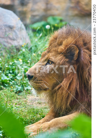 The profile of a lion The profile of a lion 23770450