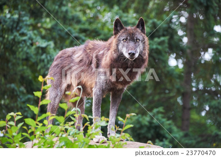 Shinlin Wolf Shinlin Wolf 23770470