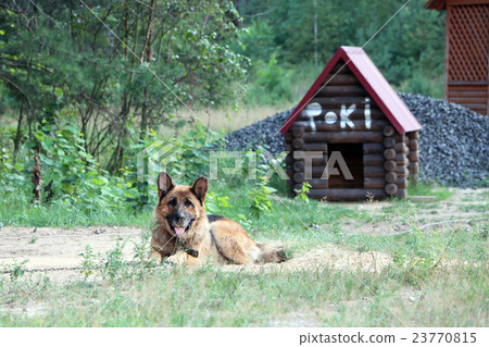 German Shepherd Dog German Shepherd Dog 23770815