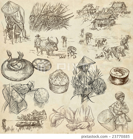 agriculture, rice - hand drawn full sized pack 23770885