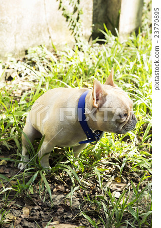 Little french bulldog pooping at grass field 23770895