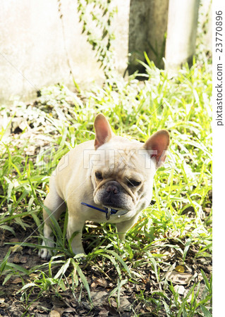 Little french bulldog pooping at grass field 23770896
