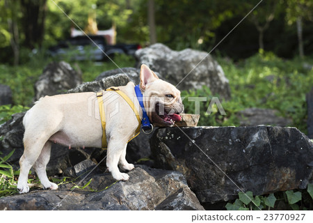 French bulldog standing on rock French bulldog standing on rock 23770927
