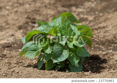 Ao-jyo field 23770961