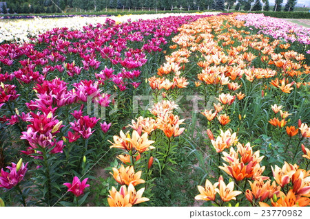 一個極好的看法的花園 23770982