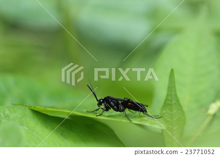 Creatures insects Omomonokuro bee, aka "Omomuku Bekko". Waist oranges and legs of thorns are markers 23771052