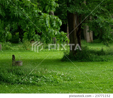 Log chair in Onuma Park Midorino 23771152