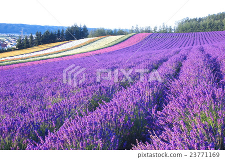 Ayaka no Sato 23771169