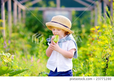 Toddler boy eating fresh cucumber in domestic garden Toddler boy eating fresh cucumber in domestic garden 23771280
