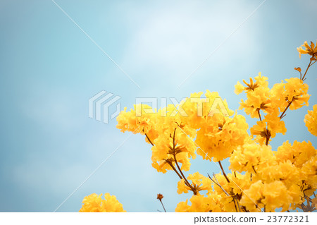 Yellow tabebuia flower blossom 23772321