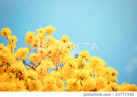 Yellow tabebuia flower blossom 23772330
