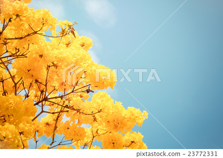Yellow tabebuia flower blossom 23772331