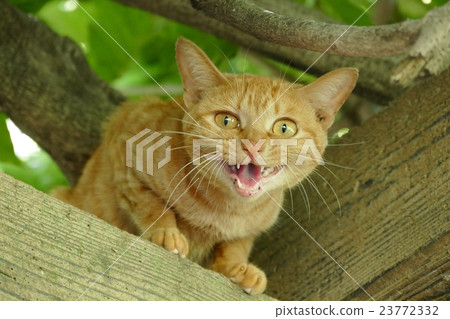 Nora cat Nora cat 23772332