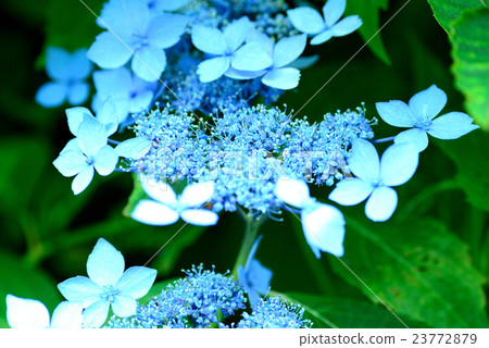 Ezo繡球花 23772879