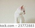 小貓的個人資料 23772883