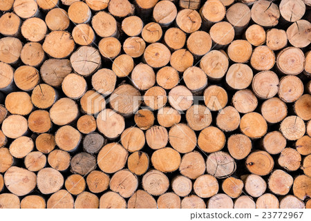 trees cut section texture trees cut section texture 23772967