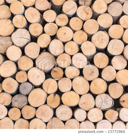 trees cut section texture trees cut section texture 23772968