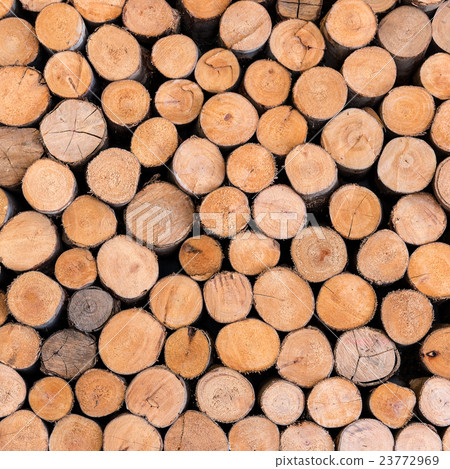 trees cut section texture trees cut section texture 23772969