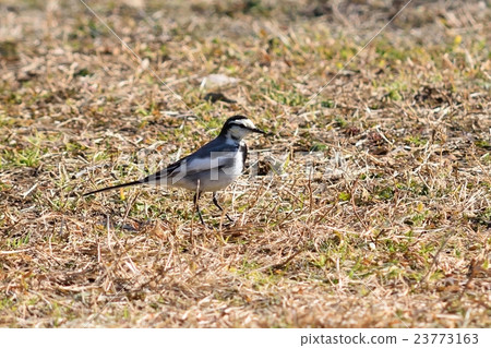 Bakkery Bakkery 23773163