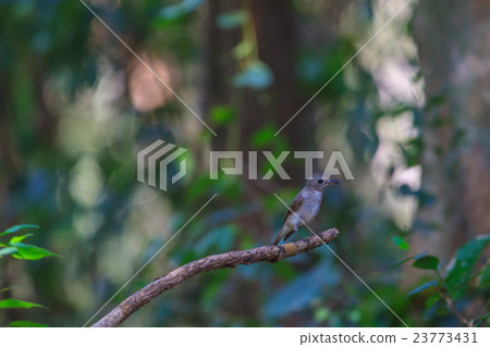 beatiful asian brown flycatcher standing on branch 23773431