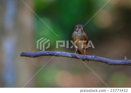 Dark-sided Flycatcher standing on a branch 23773432