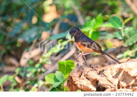 White-rumped Shama standing on a branch White-rumped Shama standing on a branch 23773442