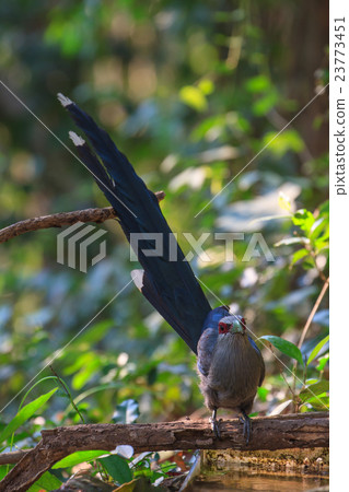 Beautiful of Green billed Malkoha in nature Beautiful of Green billed Malkoha in nature 23773451