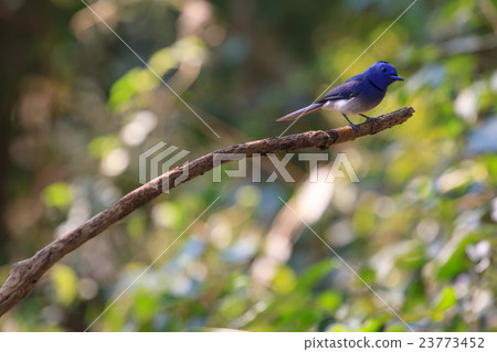 Black-naped Monarch in nature Black-naped Monarch in nature 23773452