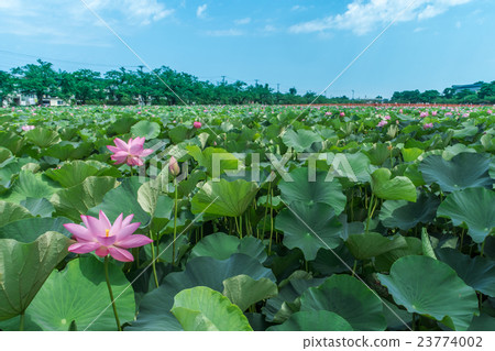 Lotus in Takada Park Lotus in Takada Park 23774002