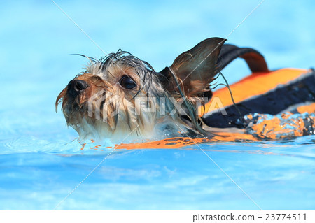 狗在游泳池裡游泳 23774511