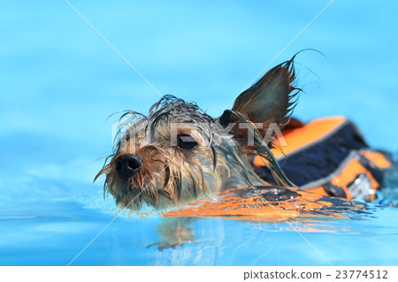 Dog seriously doggy 23774512