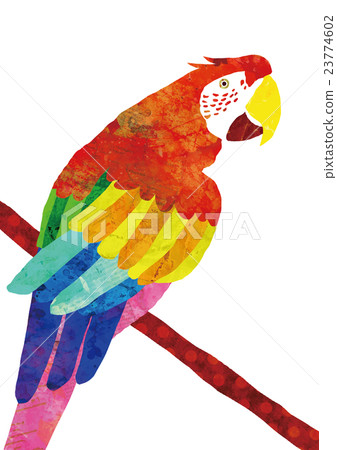 鸚鵡插畫藝術 23774602