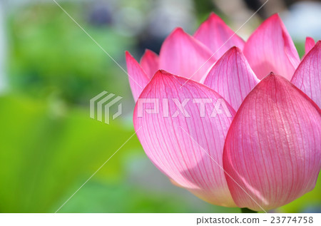 Lotus flower  23774758