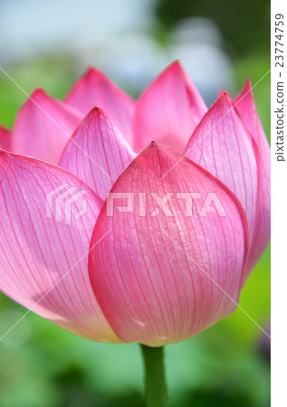Lotus flower Lotus flower 23774759