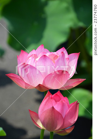 Lotus flower  23774760