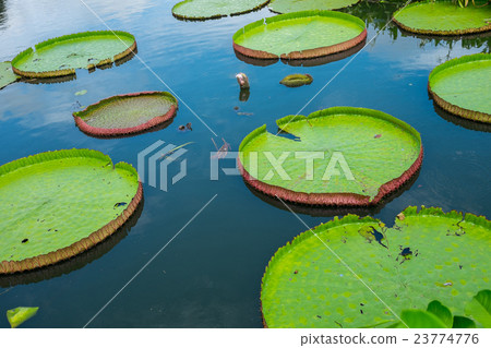 Victoria waterlily floating on the water 23774776