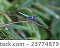 Dragonfly  23774879