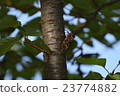 Brown cicada 23774882
