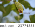 Cicada shell 23774883