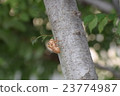 Cicada shell 23774987