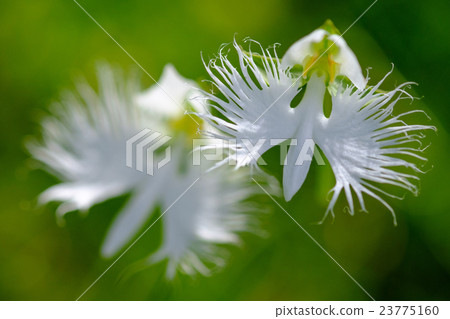 Virginity grass 23775160