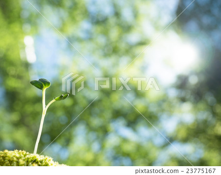萌芽在新鮮的綠色 23775167
