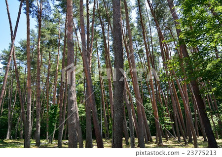 紅松林 23775213