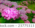 繡球花田 23775313