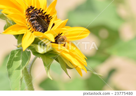 Bee and sunflower flowers sdgs Sustainable natural environment carbon neutral 23775480