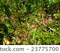 Welsh onion 23775700