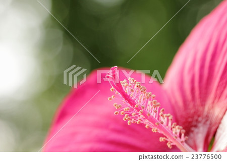 粉紅色的花朵(Titan Bikasu)在早晨的陽光下熠熠生輝,高調活潑 粉紅色的花朵(Titan Bikasu)在早晨的陽光下熠熠生輝,高調活潑 23776500